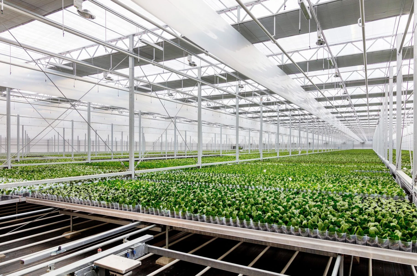 GEWÄCHSHAUS-GÄRTNEREI | Steiermark